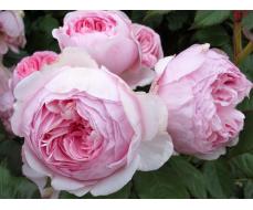  "Долина роз" - розы, плодово-ягодные саженцы. СБОР ЗАКАЗОВ НА ОСЕНЬ2024