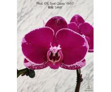 № 219, Phal. OX Spot Queen '1460', цветок 11 см