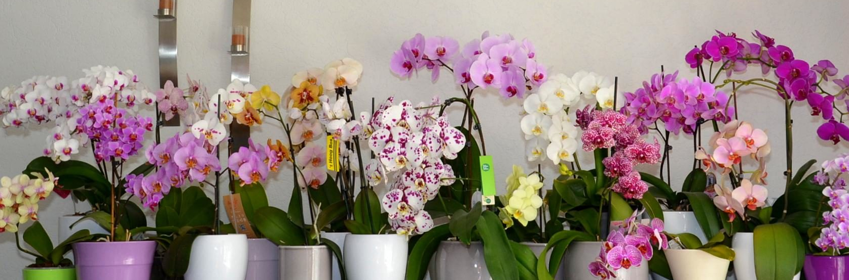 Орхидеи: Фаленопсис (Phalaenopsis): home_and_garden — LiveJournal