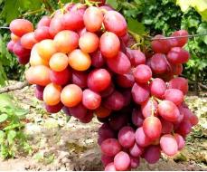 Виноград плодовый Анюта (ранний, тупояйцевидный, розовый, крупный)