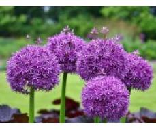 ALLIUM PURPLE SENSATION (ЛУК ДЕКОРАТИВНЫЙ ПЕРПЛ СЕНСЕЙШН)