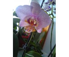 Орхидея из закупки МамаНика
