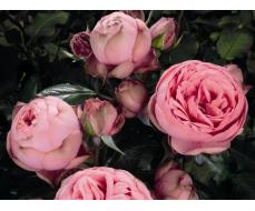  "Долина роз" - розы, плодово-ягодные саженцы. СБОР ЗАКАЗОВ НА ОСЕНЬ 2022