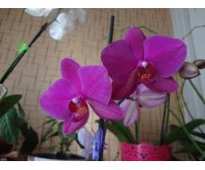 Моя орхидейка за 200 руб)))))