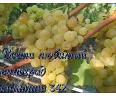 Виноград плодовый Кишмиш №342 (оч.ранн, зеленовато-золотистый, яйцевидн., бессемянный)