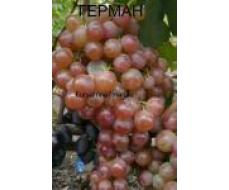 Виноград плодовый Герман (раннесредний, округлый, красно-фиолетовый, очень крупный)