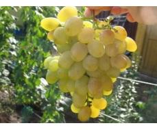 Виноград плодовый Восторг (оч.ранний, овальный, белый, оч.крупный)
