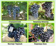 Виноград плодовый Надежда АЗОС (раннесредний, синий)