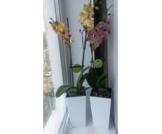 Красивущие орхидейки.Закупка Цветочный рай