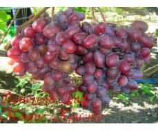 Виноград плодовый Граф Монте-Кристо (раннесредний, овальный, бордовый, очень крупный)