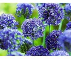 орг 15% Allium Azureum (Лук декоративный Азуреум) 5шт