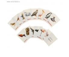 Карточки обучающие "Птицы разных широт" 16 шт. 6,3 х 8,7 см