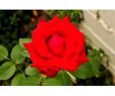 роза обригадо