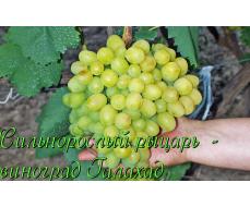 Виноград плодовый Галахад (оч. ранний, янтарно-желтый, оч. крупный)
