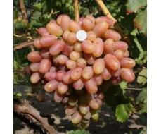 Виноград плодовый Преображение (оч.ранний, розовый, удл.-овальн., крупный)