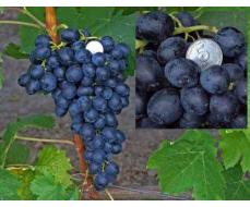 Виноград плодовый Аттика (оч.ранний, фиолетовый, овальный, бессемянный)