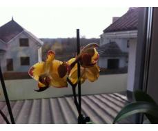 Орхидейки мои пересаженые и цветущие.