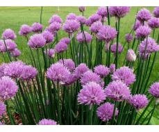 орг 15% Allium Roseum (Лук декоративный Розеум) 5шт