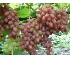 Виноград плодовый Кишмиш лучистый (раннесредний,  розовый, удлиненно-овальн, крупн., бессемянный)