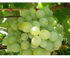 Виноград плодовый Талисман (раннесредний, овальный, белый, крупный)