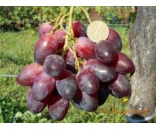Виноград плодовый Ася (раннесредний, овальный, красно-фиолетовый, очень крупный)