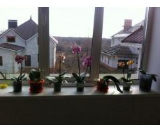 Орхидейки мои пересаженые и цветущие.