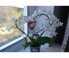 Орхидея-сердце.Цветочная закупка.Орг Maria