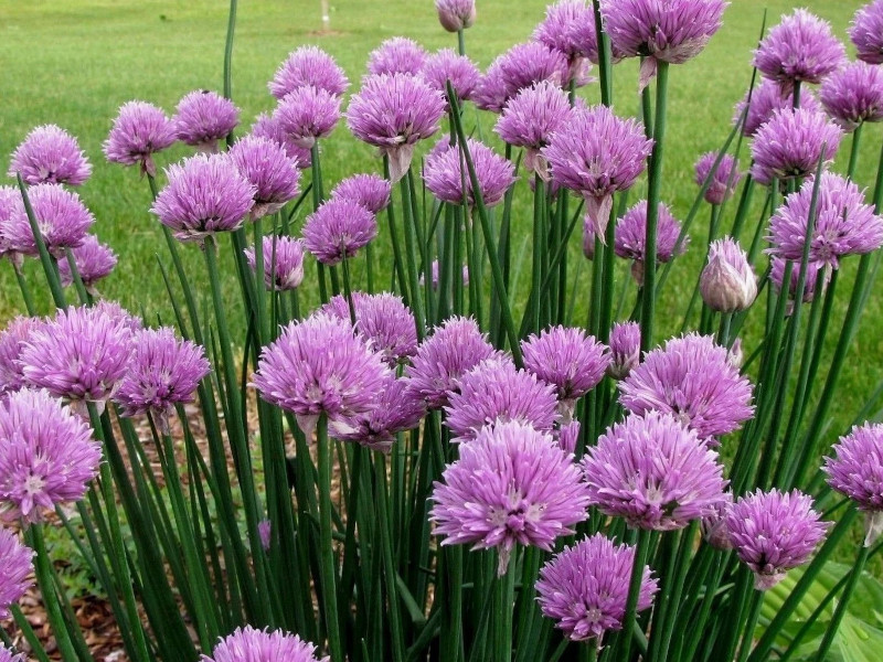 орг 15% Allium Roseum (Лук декоративный Розеум) 5шт