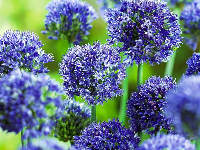 орг 15% Allium Azureum (Лук декоративный Азуреум) 5шт