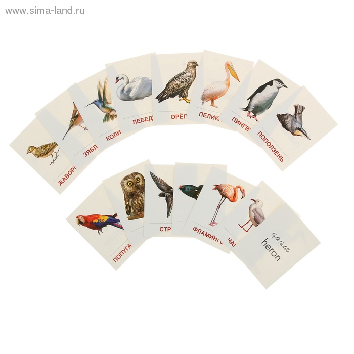 Карточки обучающие "Птицы разных широт" 16 шт. 6,3 х 8,7 см