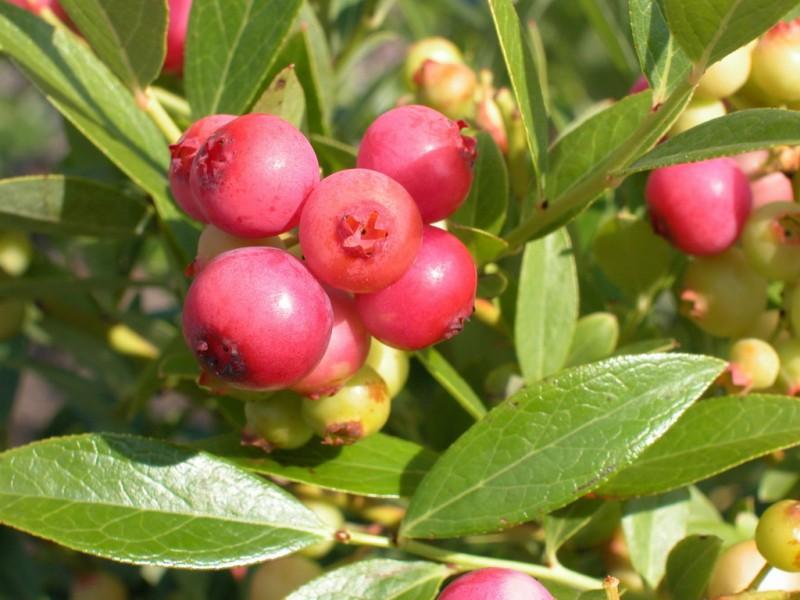 Голубика высокорослая Пинк Лимонад ( ягоды розовые, средний)