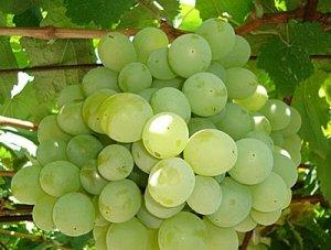 Виноград плодовый Талисман (раннесредний, овальный, белый, крупный)