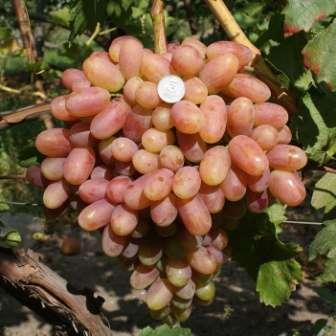 Виноград плодовый Преображение (оч.ранний, розовый, удл.-овальн., крупный)