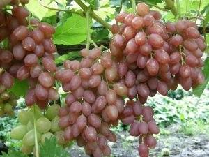 Виноград плодовый Кишмиш лучистый (раннесредний,  розовый, удлиненно-овальн, крупн., бессемянный)