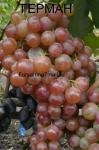 Виноград плодовый Герман (раннесредний, округлый, красно-фиолетовый, очень крупный)
