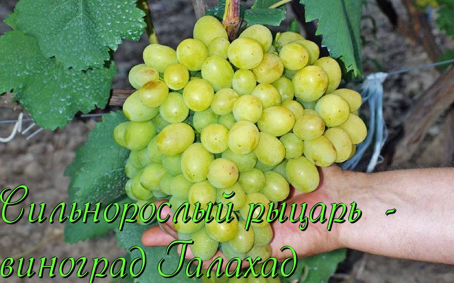 Виноград плодовый Галахад (оч. ранний, янтарно-желтый, оч. крупный)