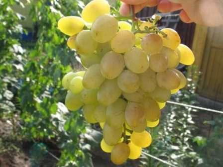 Виноград плодовый Восторг (оч.ранний, овальный, белый, оч.крупный)