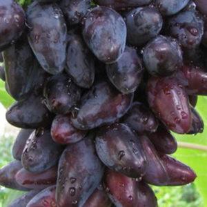 Виноград плодовый Викинг (очень ранний, сосковидный, темно-синий, крупный)