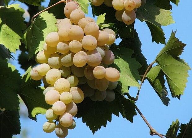 Виноград плодовый Бианка (ранний, белый, овальный)