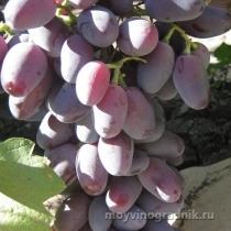 Виноград плодовый Байконур (ранний, удлиненно-сосковидный, темно-фиолетовый, крупный)
