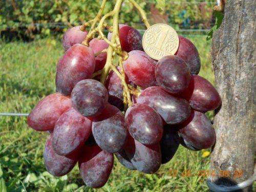 Виноград плодовый Ася (раннесредний, овальный, красно-фиолетовый, очень крупный)