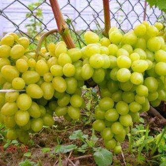 Виноград плодовый Аркадия (оч.ранний, яйцевидный, белый, крупный)