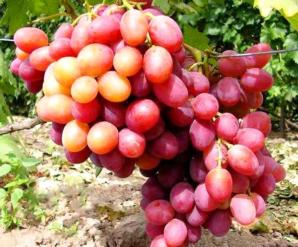 Виноград плодовый Анюта (ранний, тупояйцевидный, розовый, крупный)
