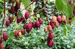 Актинидия аргута Пурпурна Садова (женский, декоратив. листья, съедоб. плоды в сентябре)